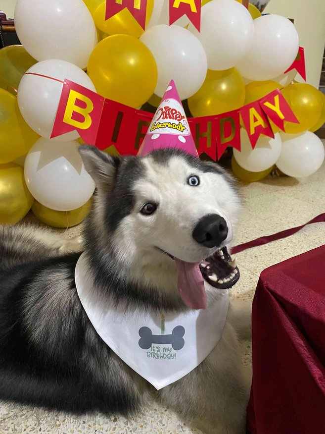Female husky looking for stud best sale near me