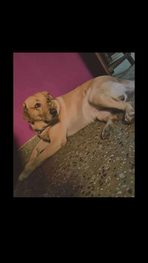 Labrador Retriever Dogs For Mating In Chennai
