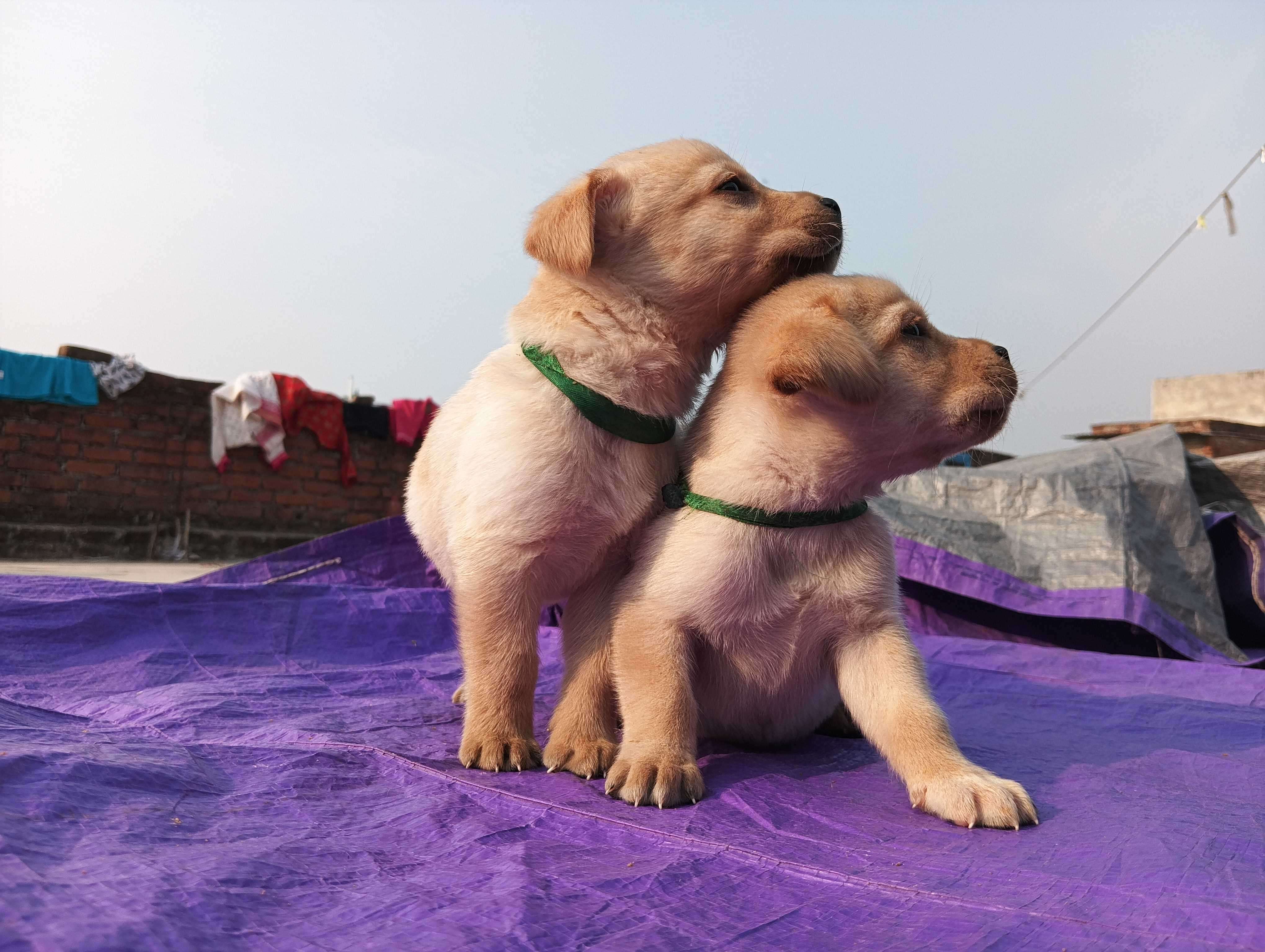 Adopt a Small Dog | Tiny Paws Rescue & Shelter Spring TX