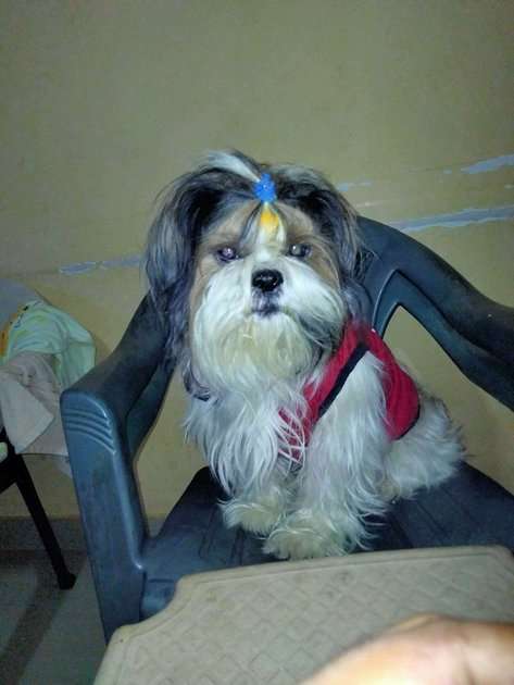 Shih Tzu Dogs For Mating In Pune