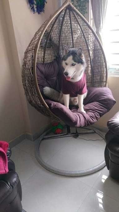 Siberian Husky Dogs For Mating In Hyderabad