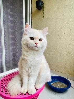Persian Dogs For Mating In Pune