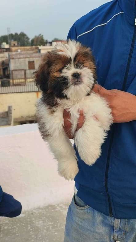 Shih Tzu For Sale In Kota