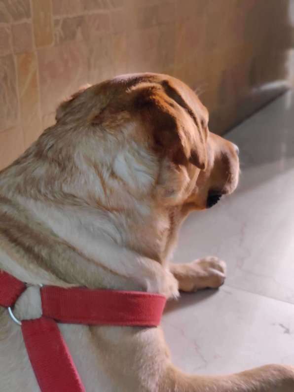 Labrador Retriever Dogs For Mating In Gurgaon