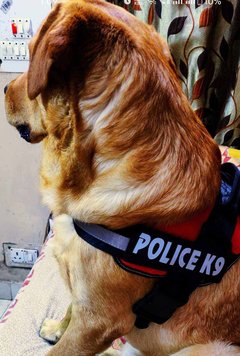 Labrador Retriever Dogs For Mating In Gurgaon