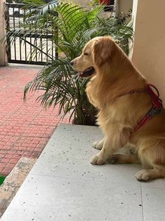 Golden Retriever Dogs For Mating In Ludhiana