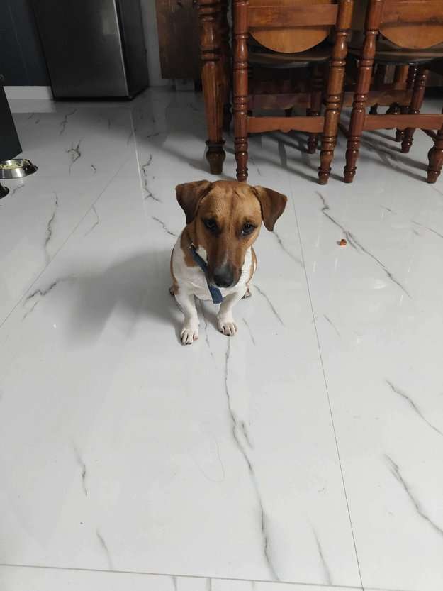 Jack Russell Terrier Dogs For Mating In Bangalore