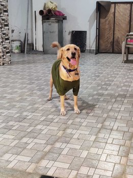 Labrador Retriever Dogs For Mating In Nagpur