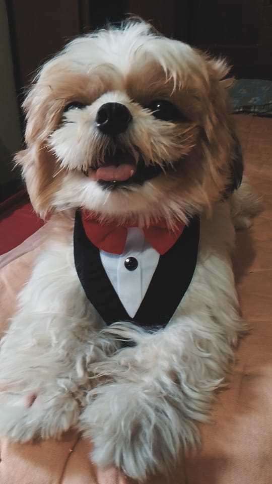Shih Tzu Dogs For Mating In Guntur