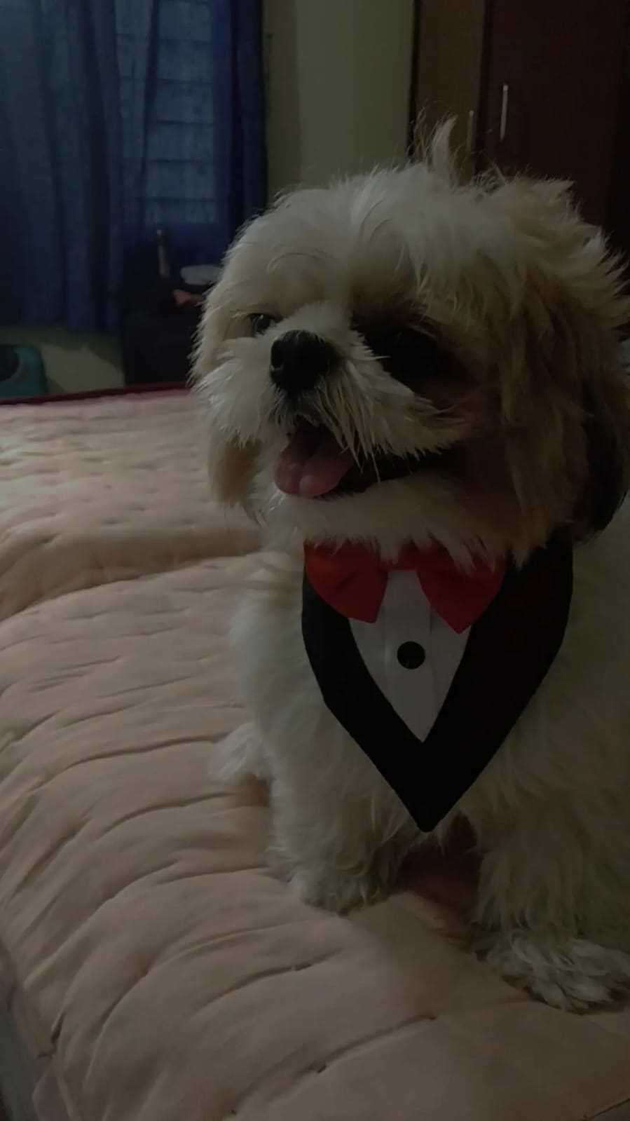 Shih Tzu Dogs For Mating In Guntur