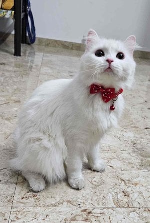 Persian Dogs For Mating In Pune