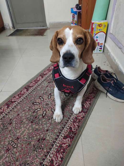 Beagle Dogs For Mating In Patiala