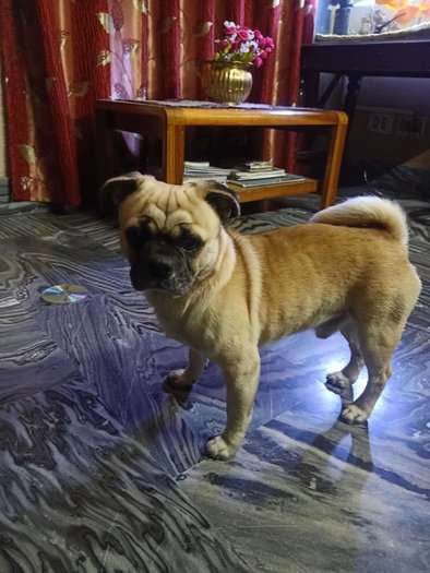 Pug Dogs For Mating In Guwahati