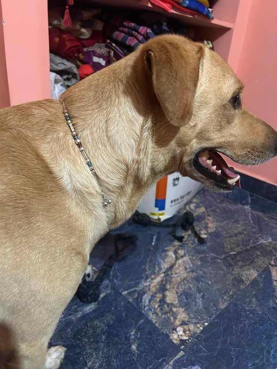 Labrador Retriever Dogs For Mating In Chennai