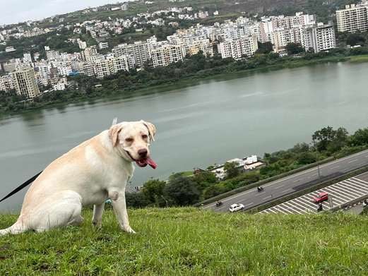 Labrador Retriever Dogs For Mating In Pune