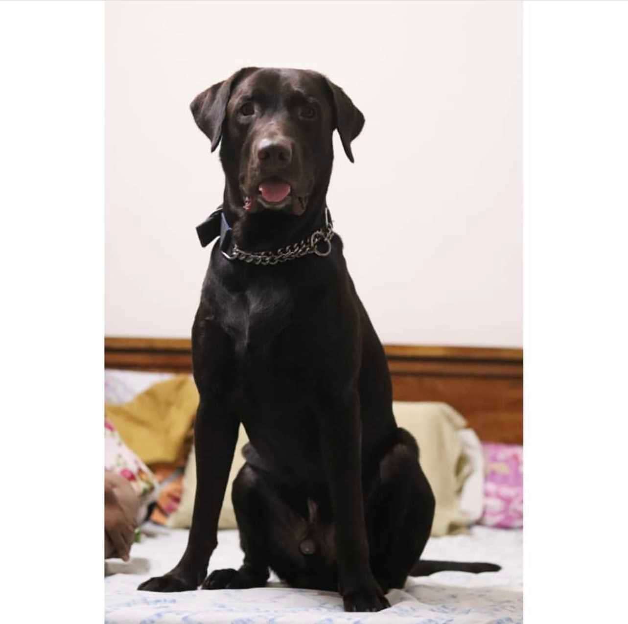 Labrador Retriever Dogs For Mating In Chennai