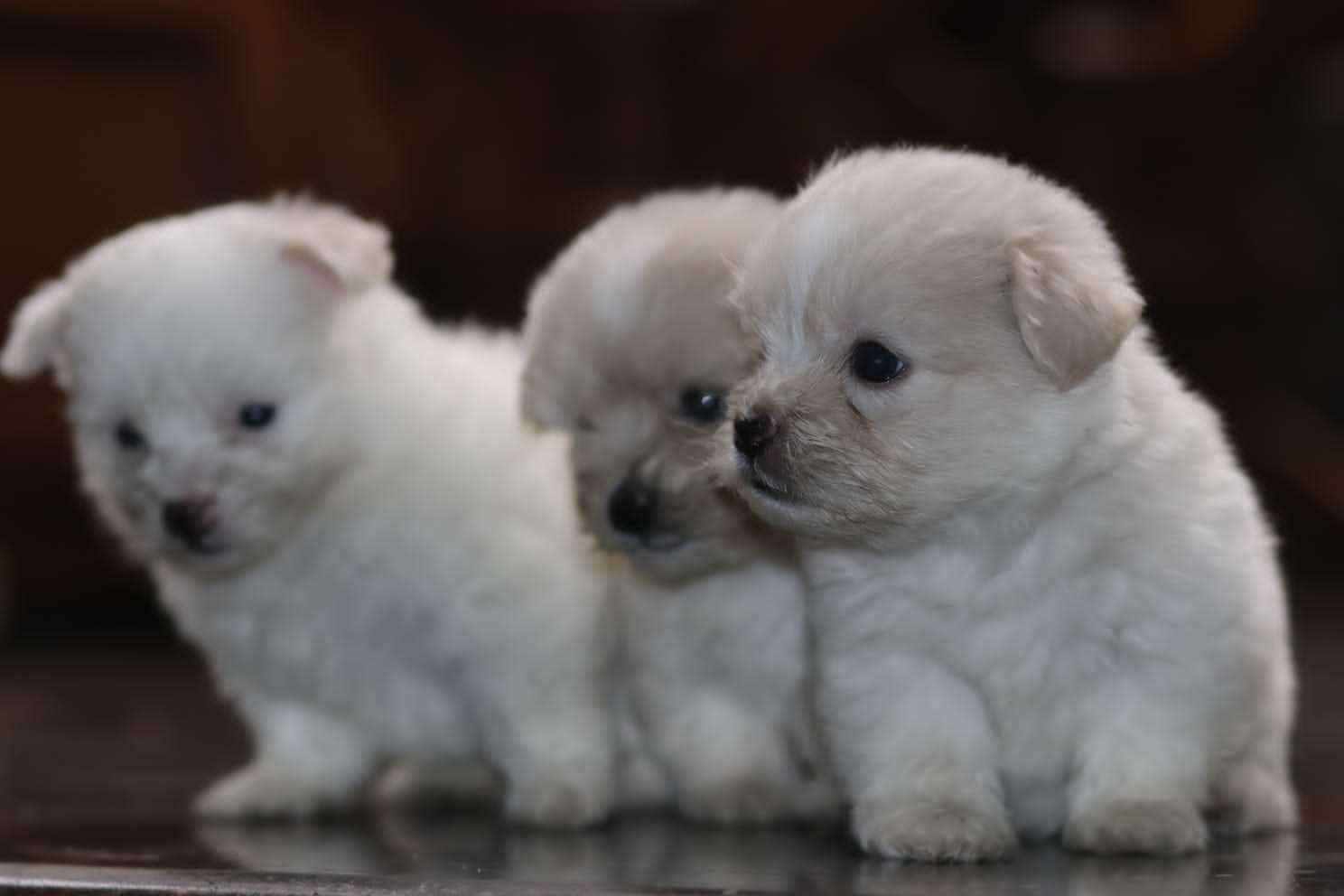 Lhasapoo For Sale In Thrissur