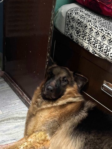 German Shepherd Dogs For Mating In Agra