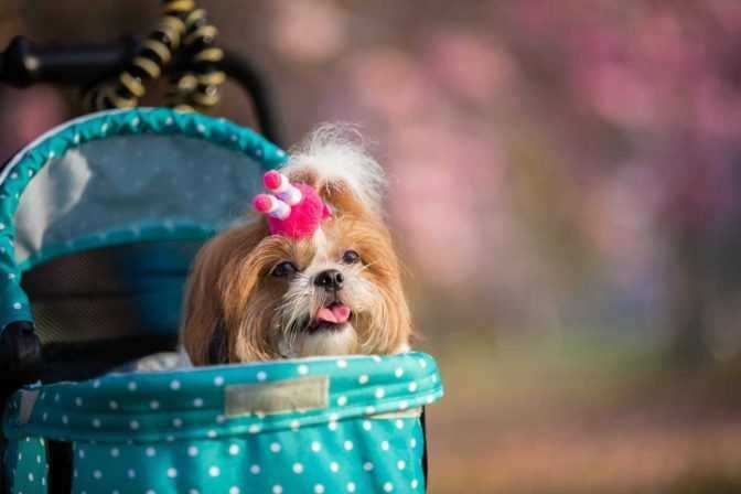 Shih Tzu Price In India | Buy Shih Tzu Puppies In India