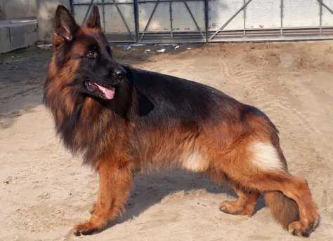 12 Budget Friendly Dog Breeds In India