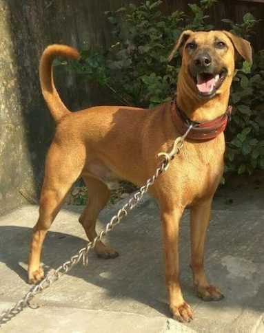 12 Budget Friendly Dog Breeds In India