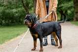 12 Budget Friendly Dog Breeds In India