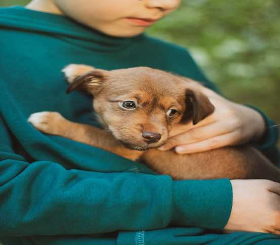 Cost of Owning a Dog in India