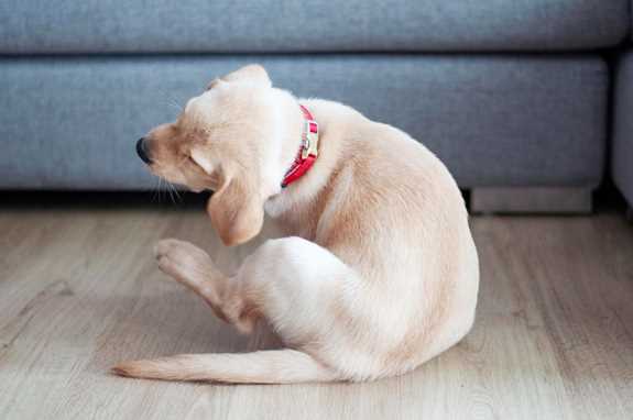 Your Dog Hates Winters, Here’s Why