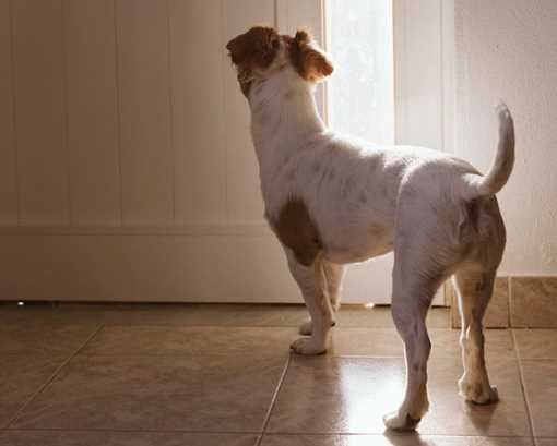 Your Dog Hates Winters, Here’s Why