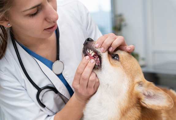 Why Your Dog Suddenly Lost Interest in Food