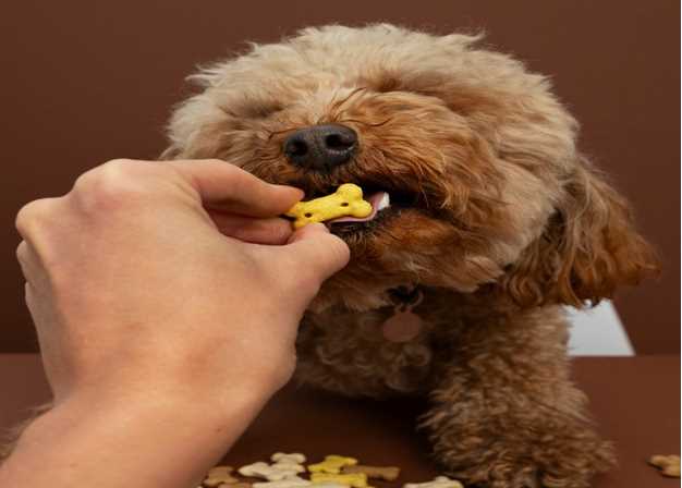 Why Your Dog Suddenly Lost Interest in Food