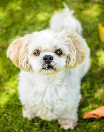 Top 10 Hypoallergenic Dog Breeds For Allergy Sufferers