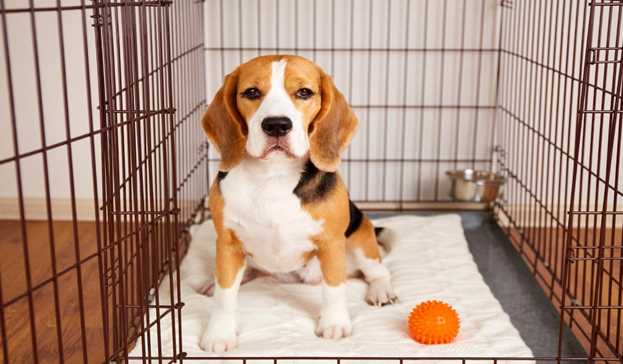 How to Crate Train Your Pet: A Simple and Effective Guide
