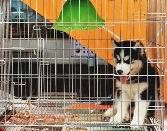 How to Crate Train Your Pet: A Simple and Effective Guide