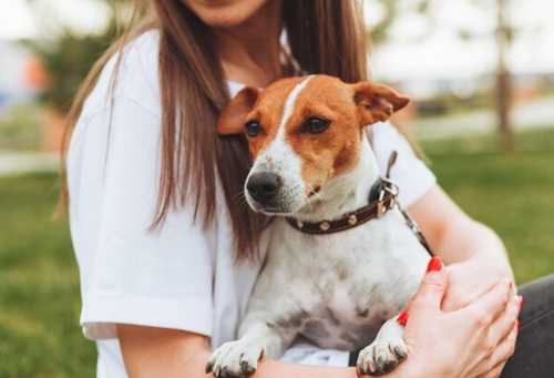 Jack Russell Terrier Price in India: A Complete Guide for Future Pet Parents