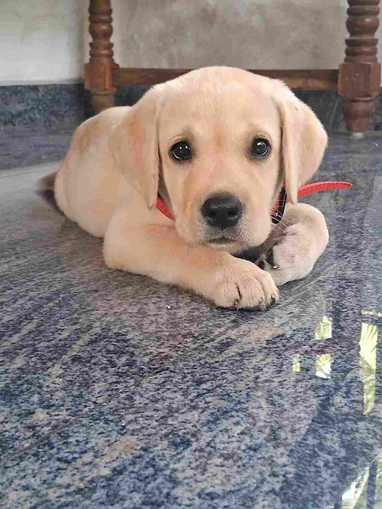 Labrador Retriever For Sale In Kasaragod