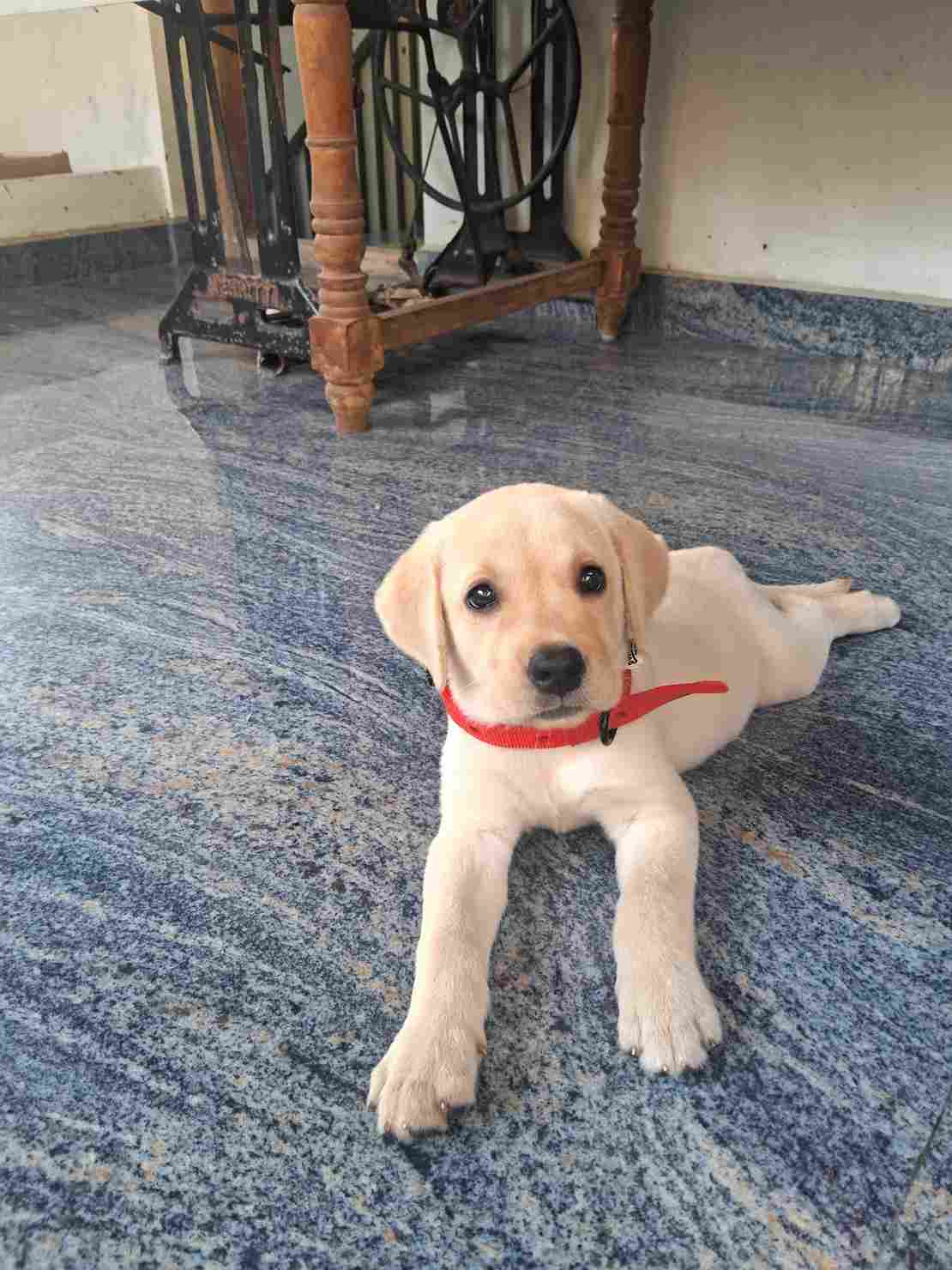 Labrador Retriever For Sale In Kasaragod