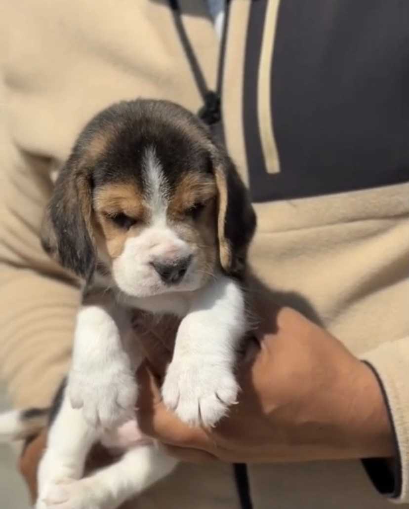 Beagle For Sale In Bangalore