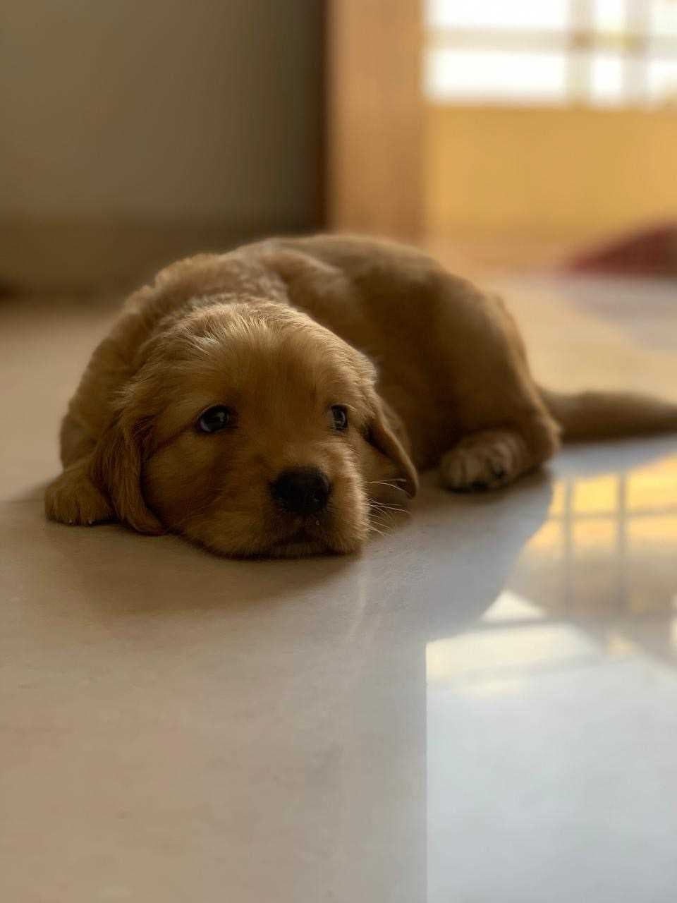 Golden Retriever For Sale In Jaipur