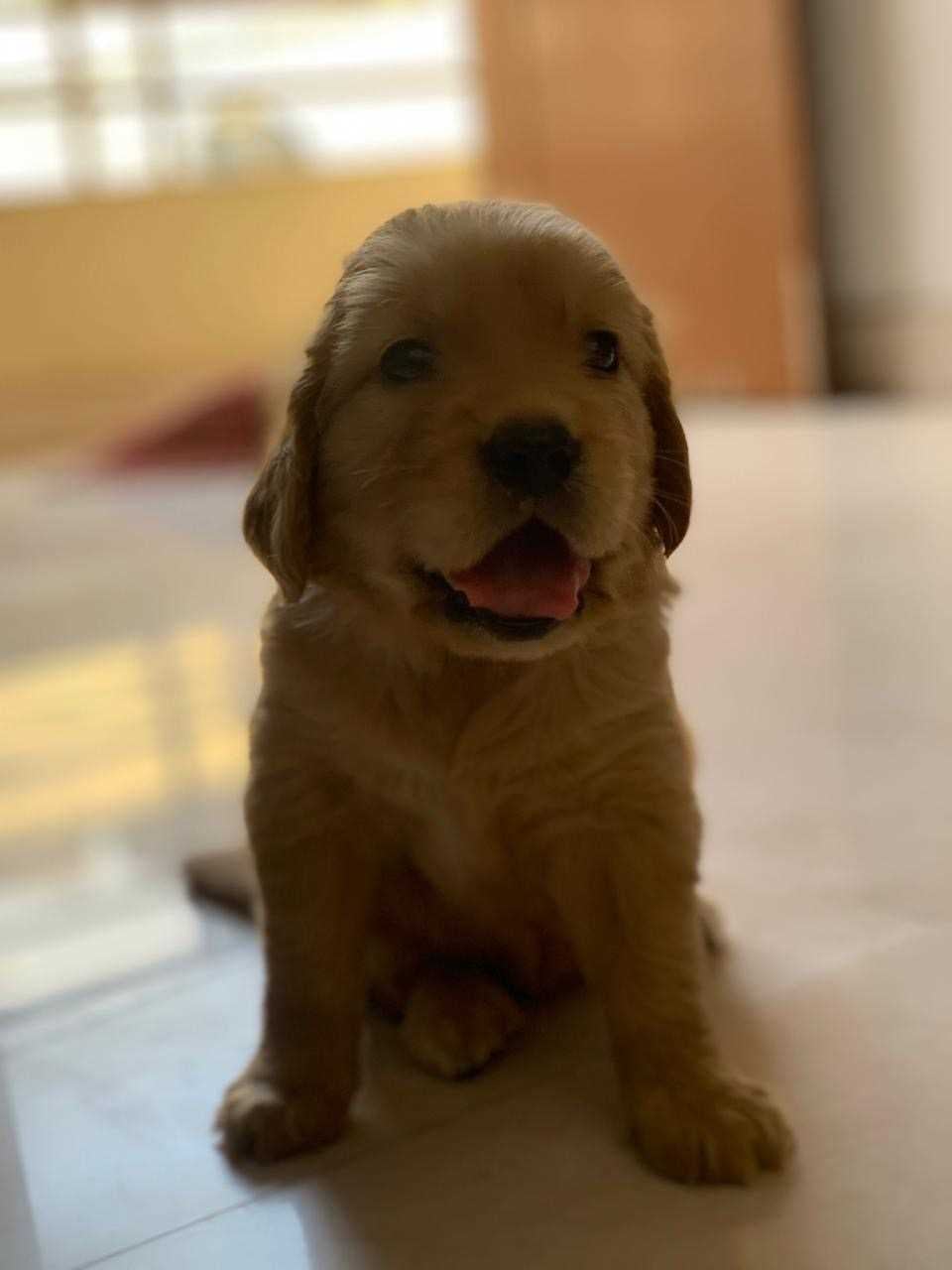 Golden Retriever For Sale In Jaipur