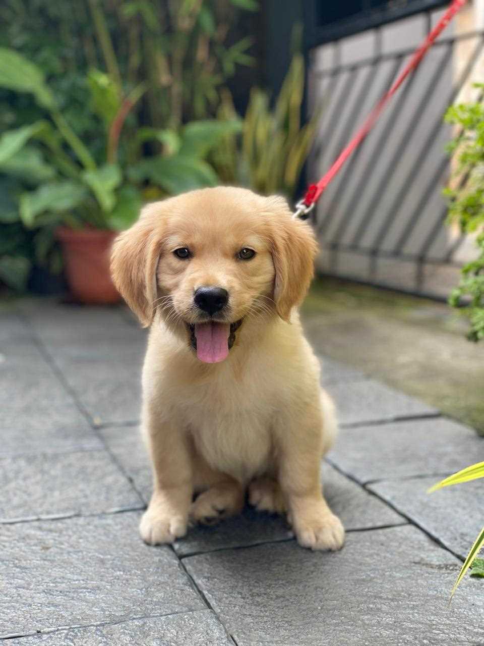 Golden Retriever For Sale In Ernakulam