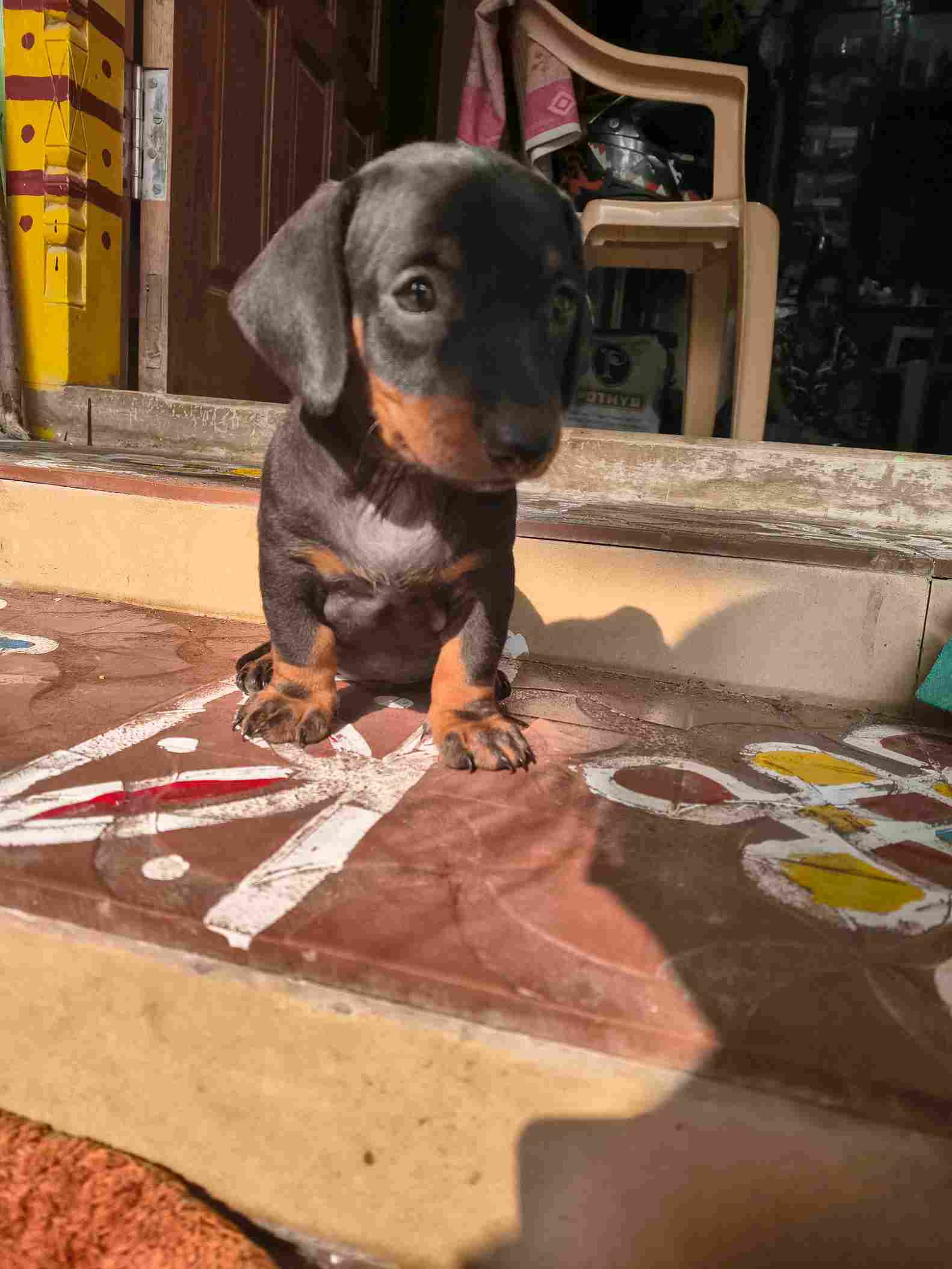 Dachshund For Sale In Chennai