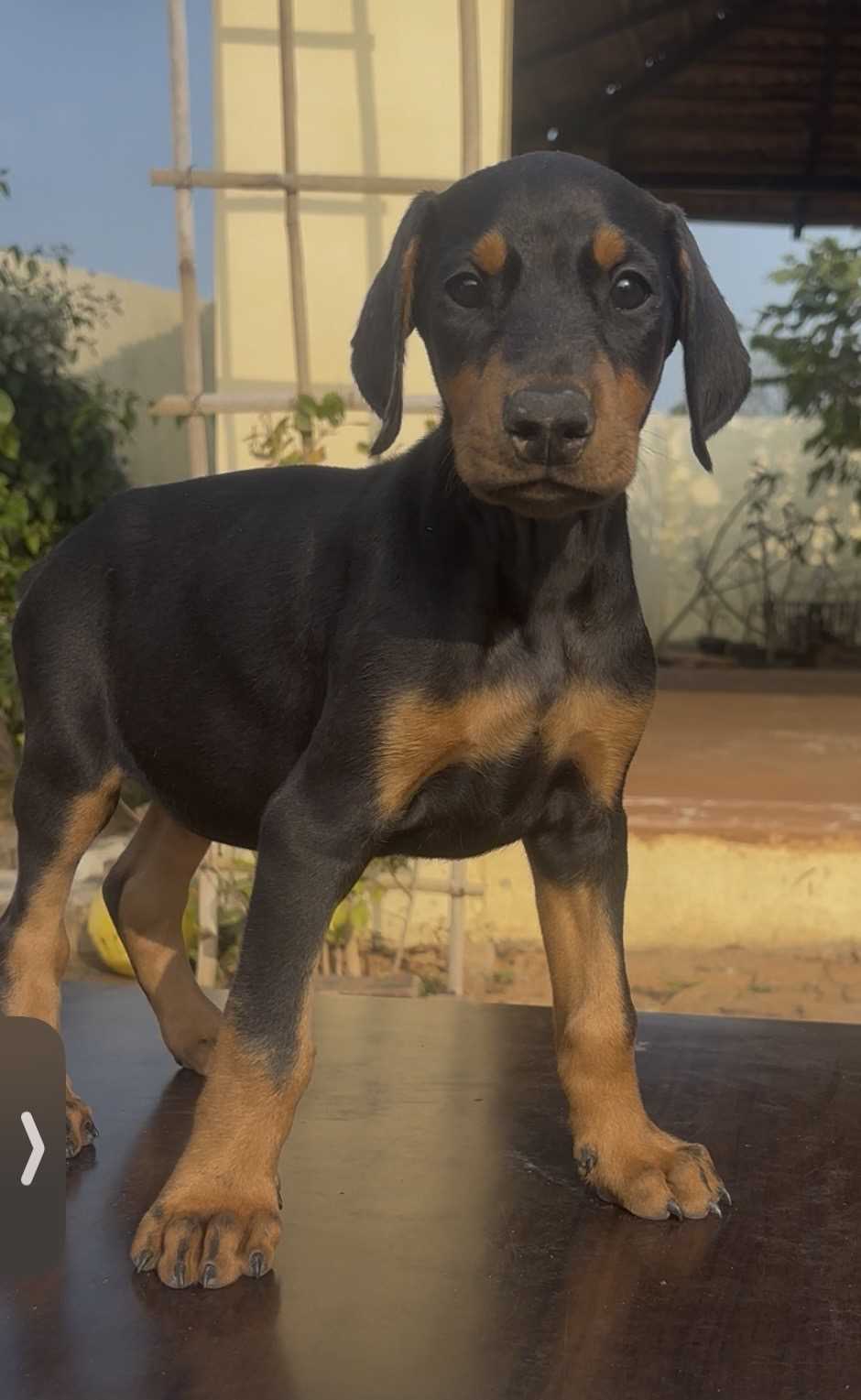 Doberman For Sale In Bundi