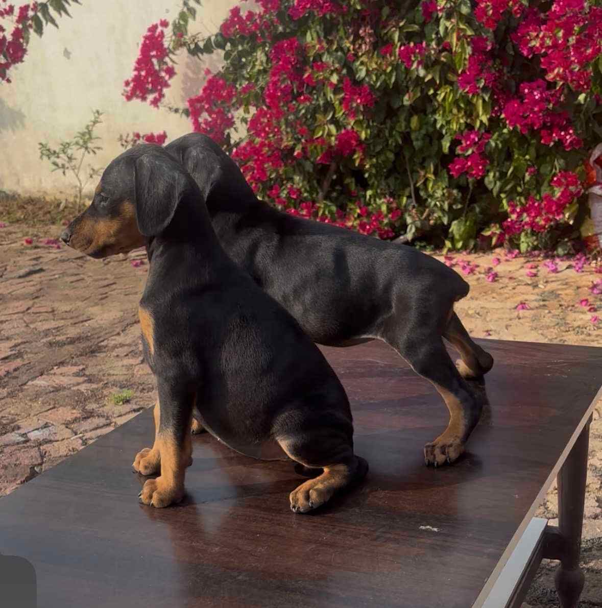 Doberman For Sale In Bundi