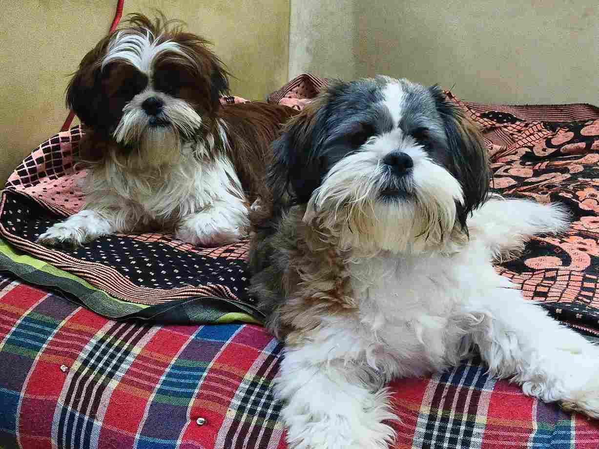 Shih Tzu For Sale In Bangalore