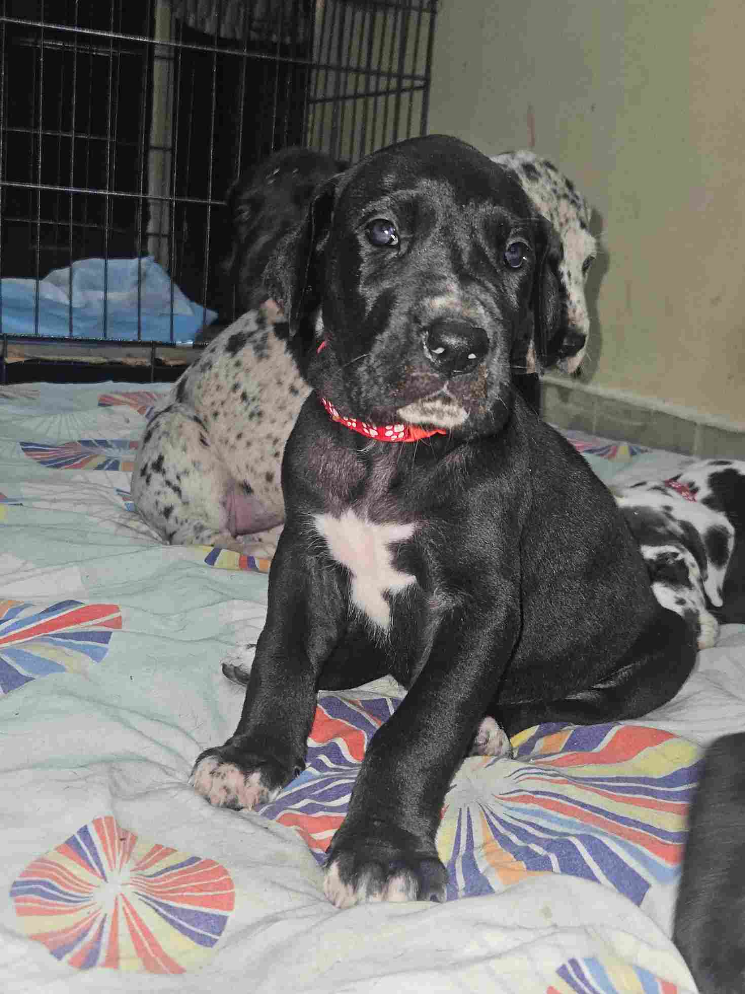 Great Dane For Sale In Noida