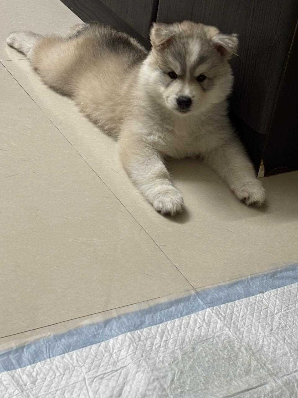 Siberian Husky For Sale In Chennai
