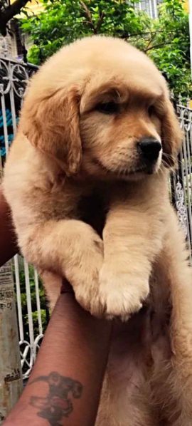 Golden Retriever For Sale In Mumbai