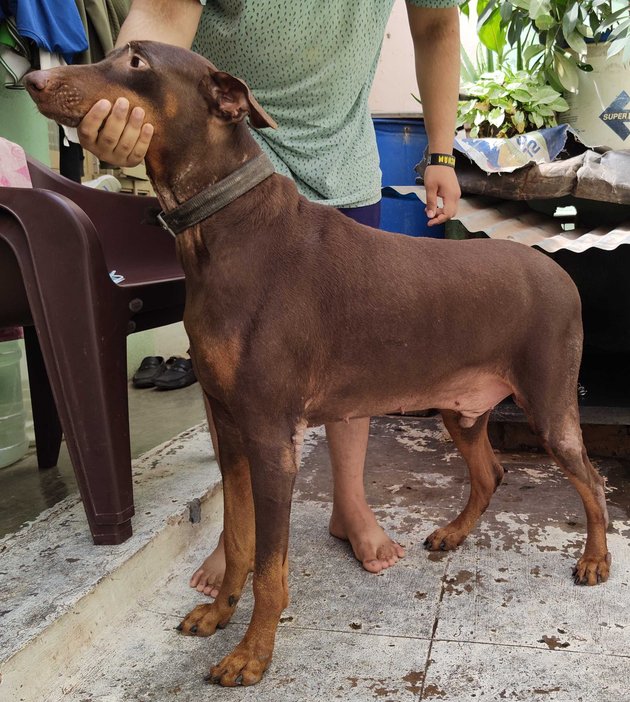 Doberman Dogs For Mating In Bangalore