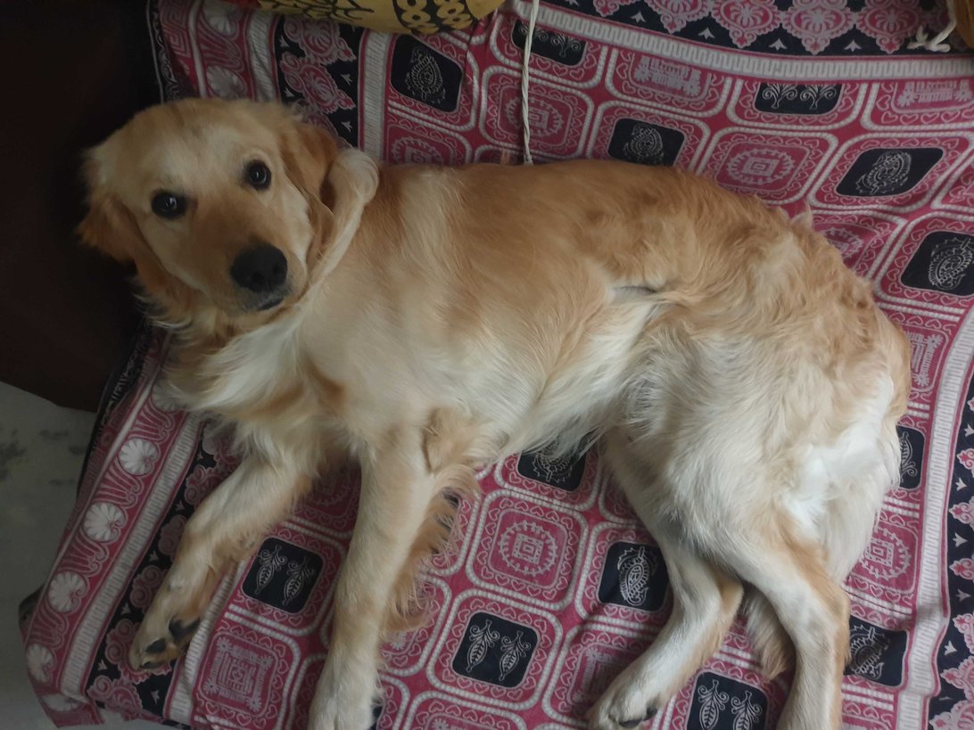 Golden Retriever Dogs For Mating In Vijayawada